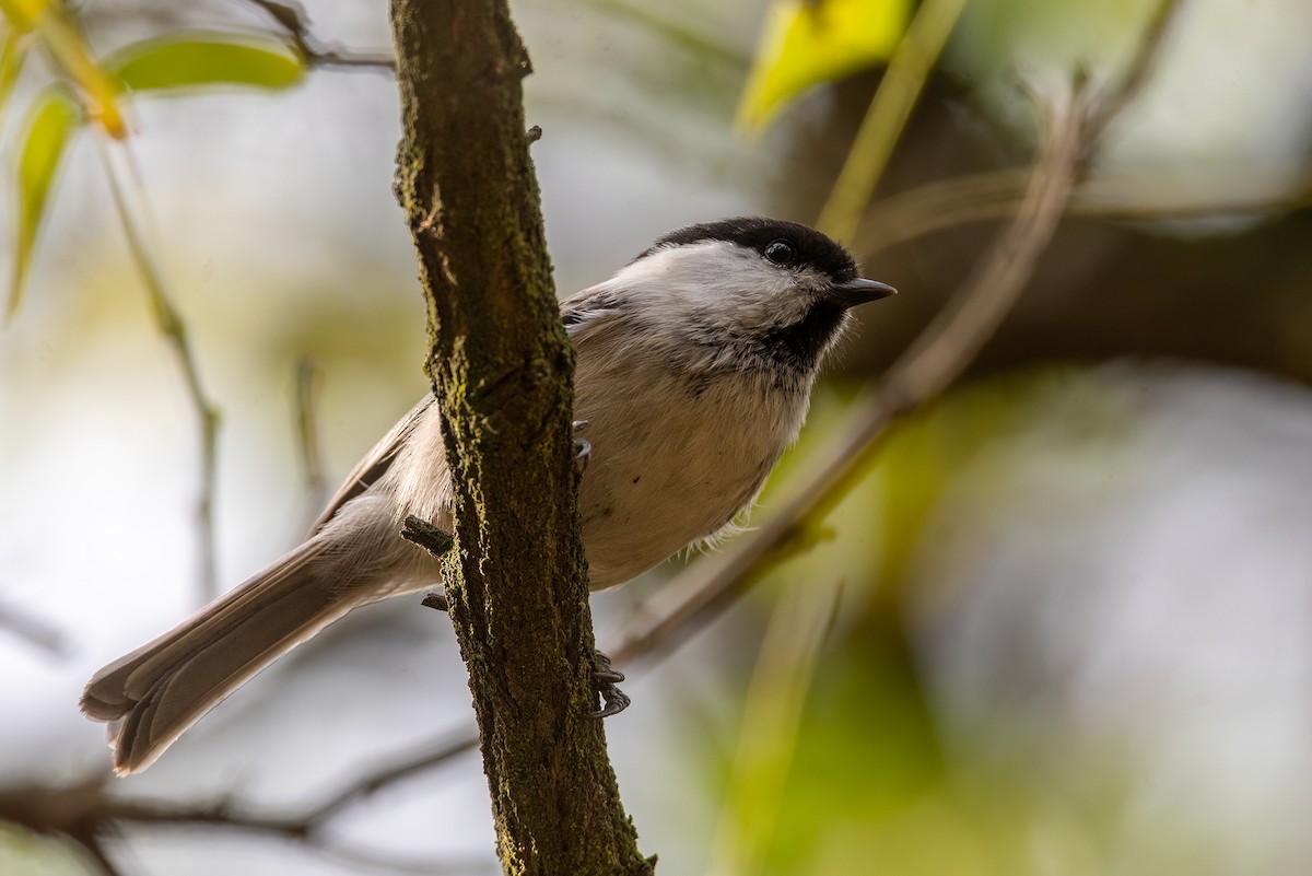 Willow Tit - ML610319815