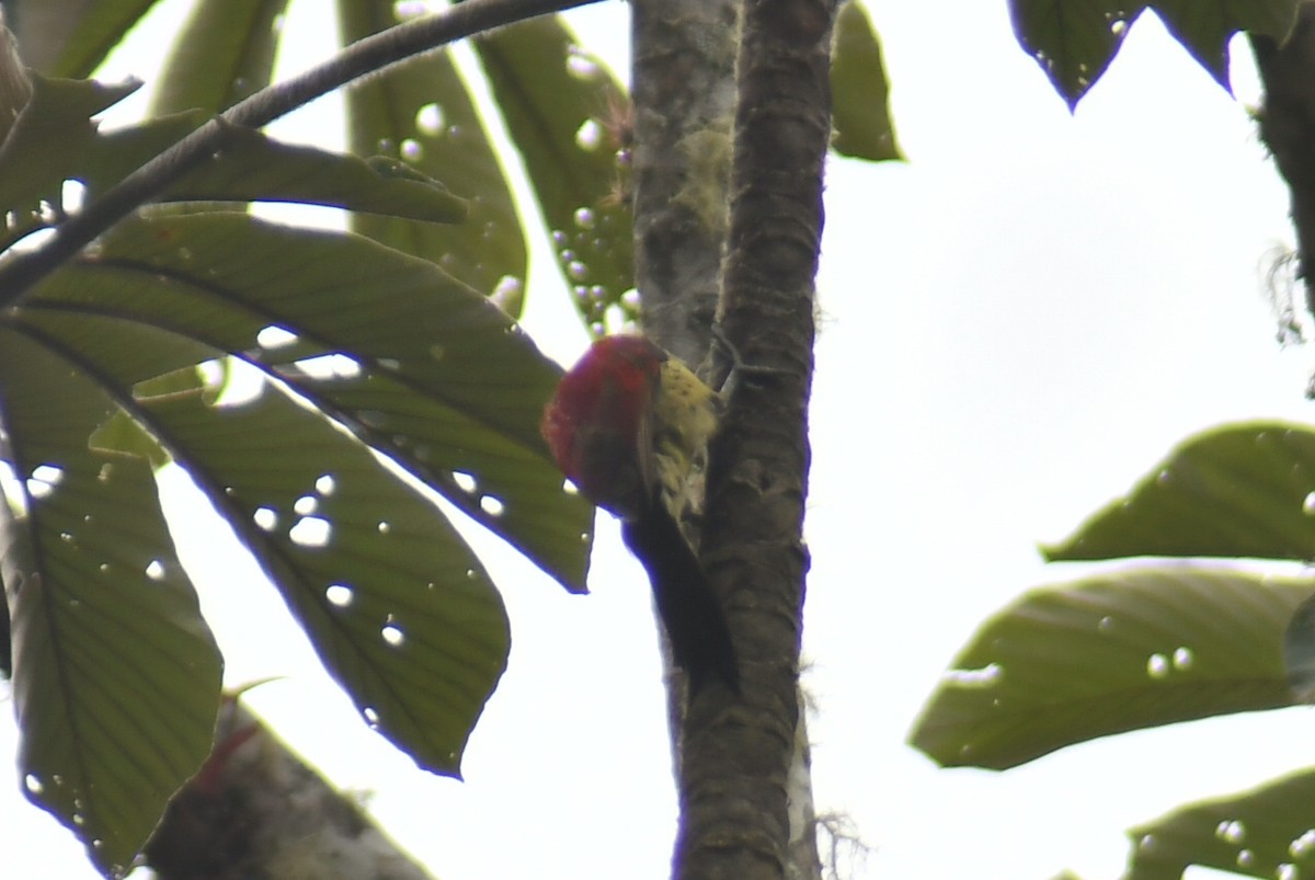 Crimson-mantled Woodpecker - ML610319898