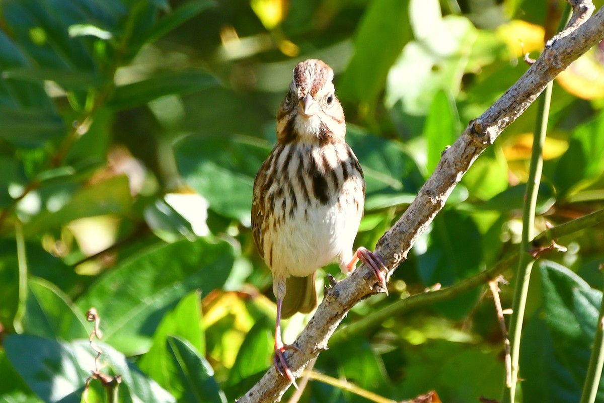 Song Sparrow - ML610320002