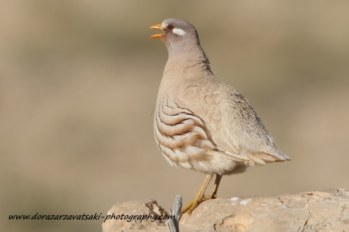 Arabienwüstenhuhn - ML610320046