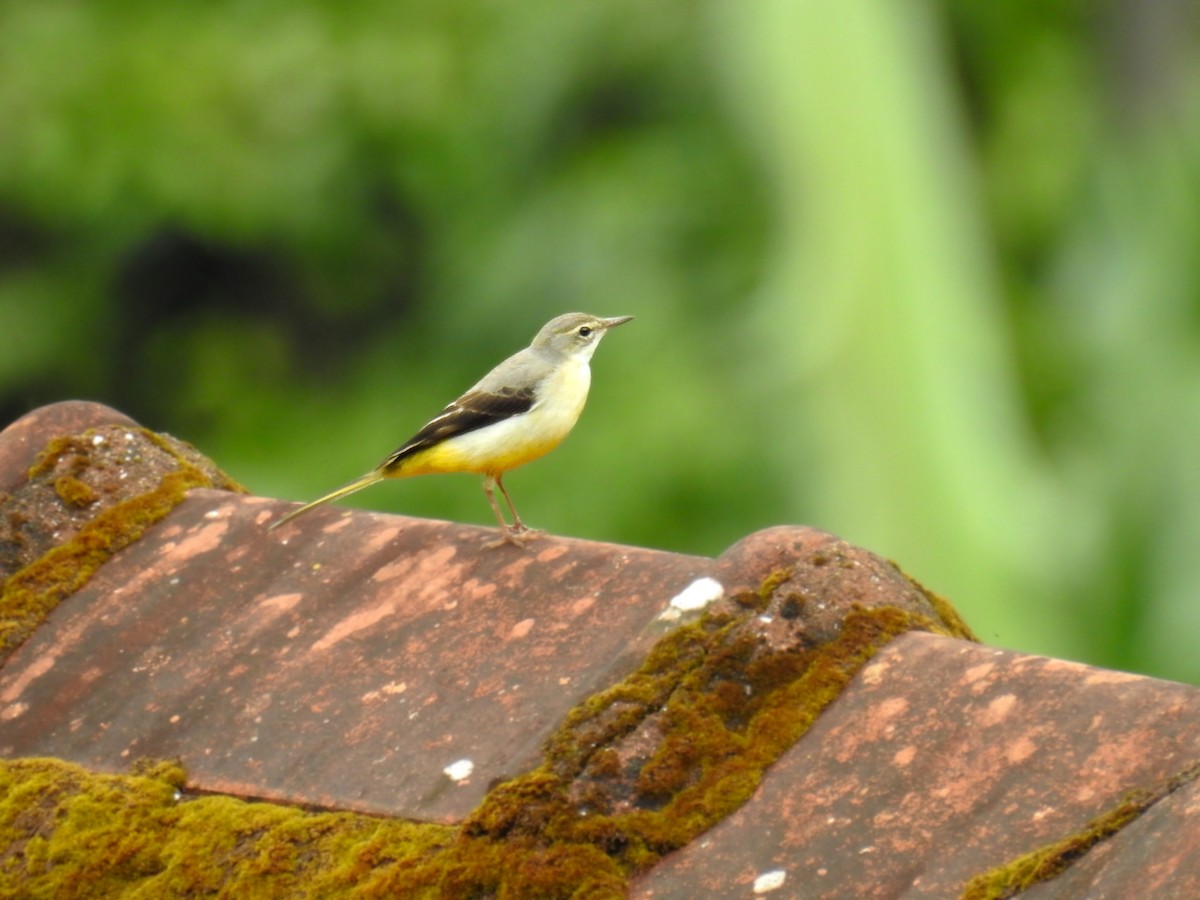 Gray Wagtail - ML610320060