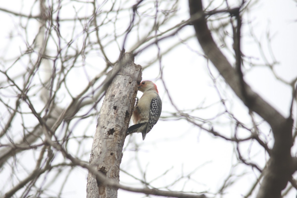 Red-bellied Woodpecker - ML610320081