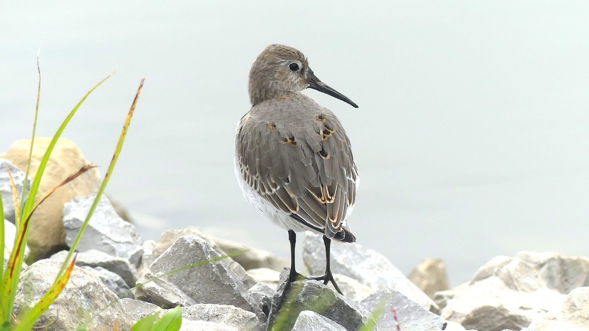 Dunlin - ML610320082