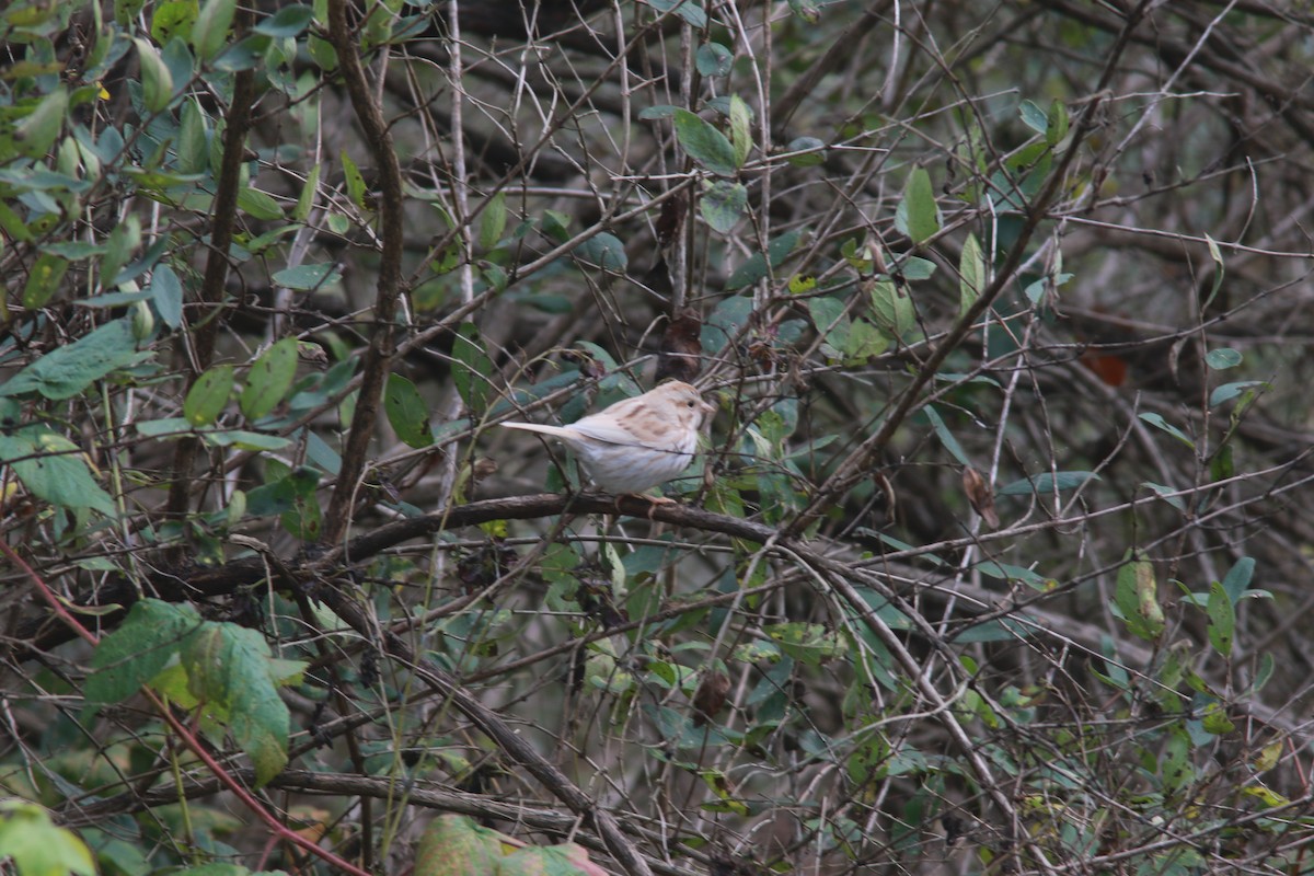 Song Sparrow - ML610320100