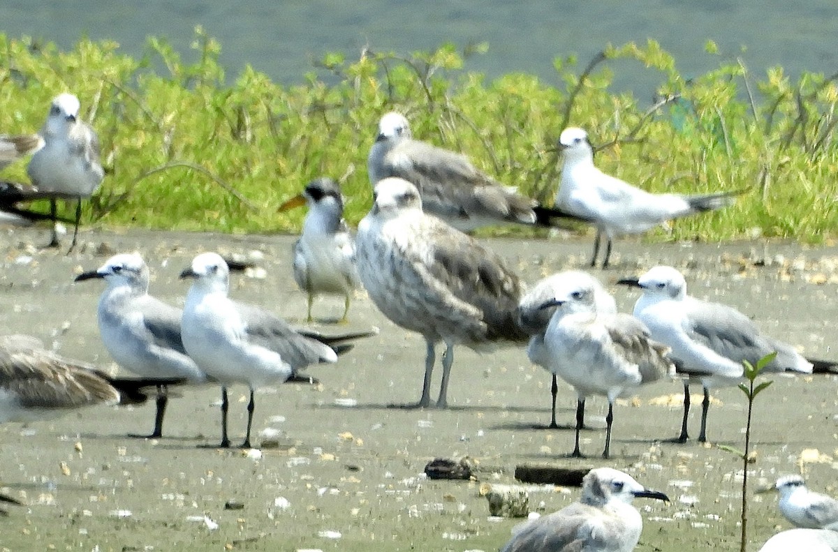 Goéland argenté - ML610320119