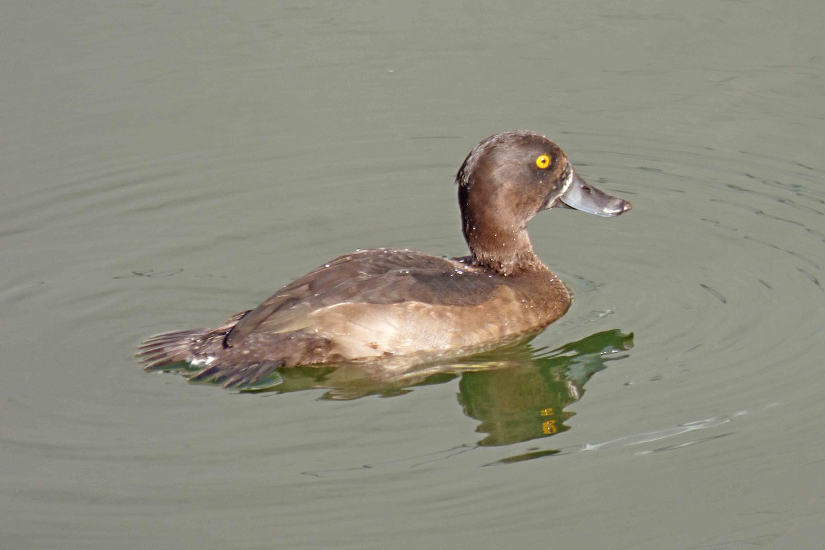 Tufted Duck - ML610320149