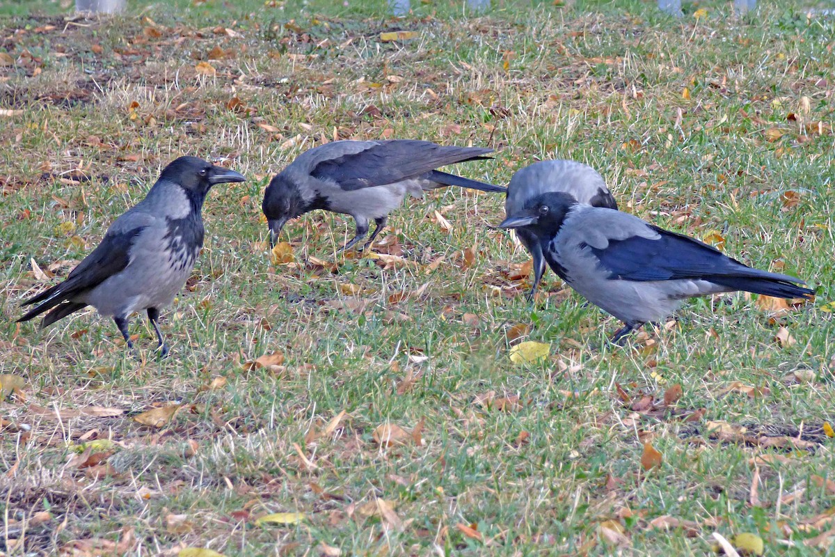 Hooded Crow - ML610320154