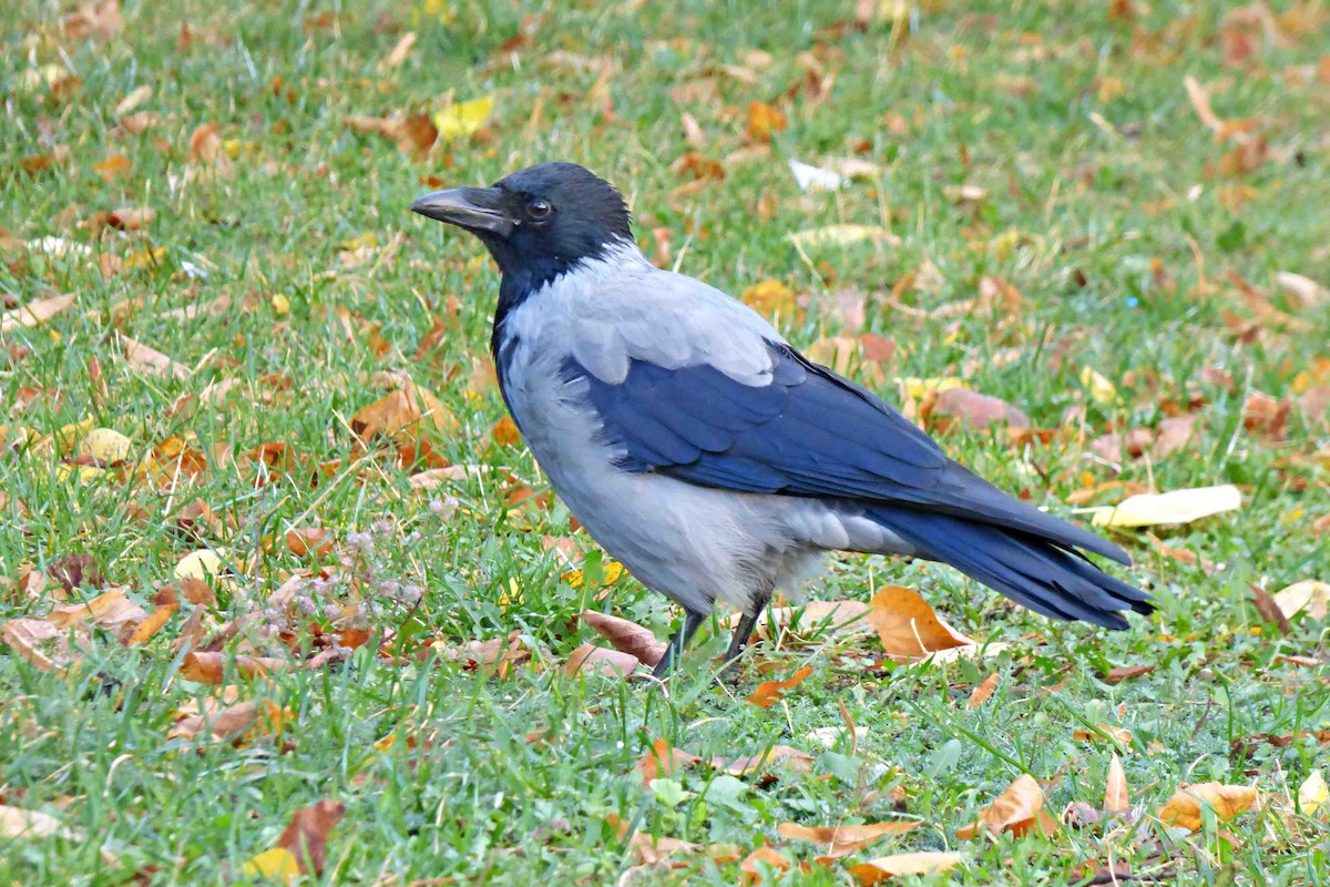 Hooded Crow - ML610320155