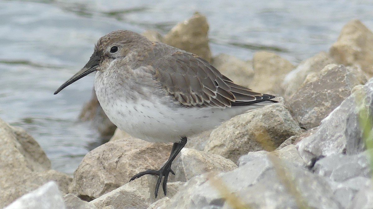 Dunlin - Leslie Sours