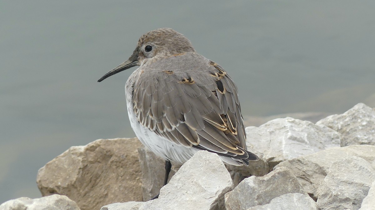 Dunlin - ML610320166