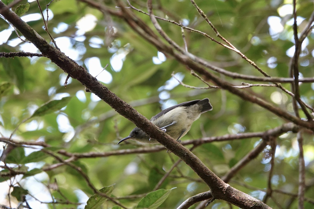 Spectacled Longbill - ML610320190