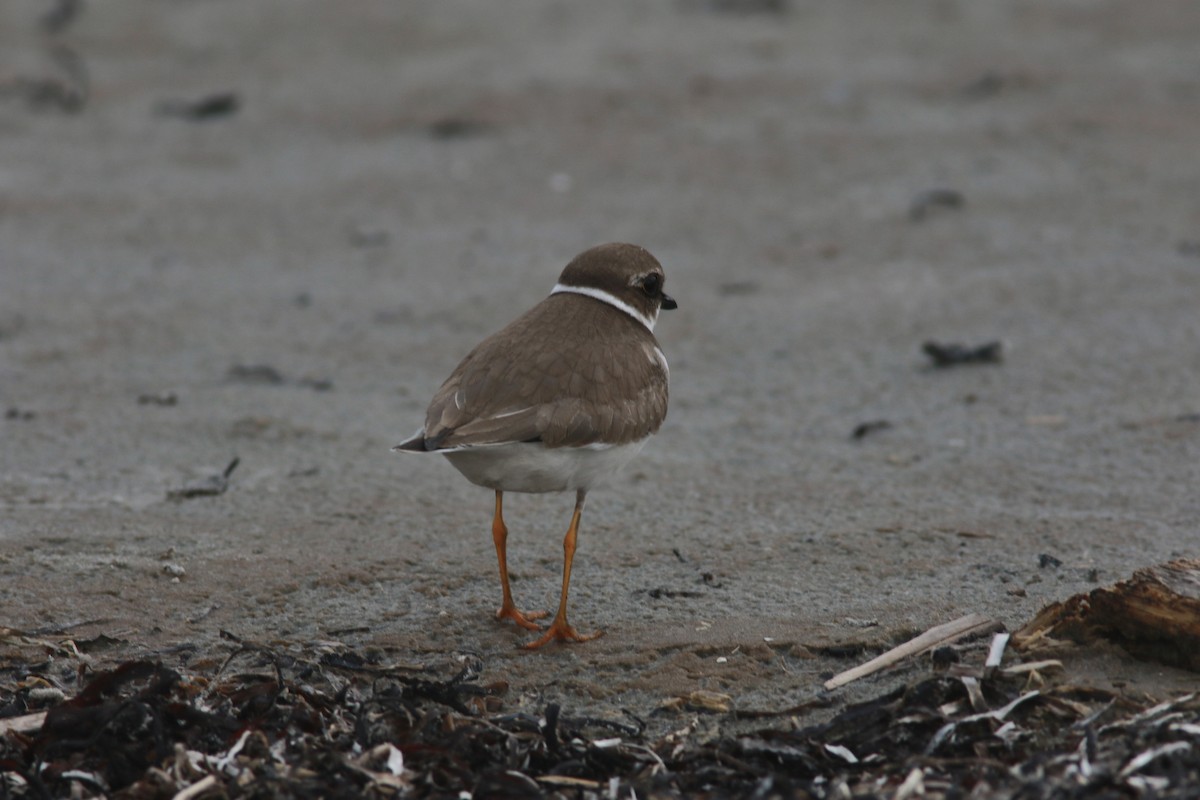 Semipalmated Plover - Richard Garrigus