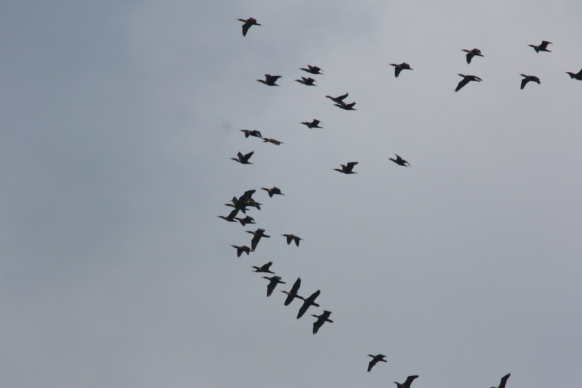 Double-crested Cormorant - Richard Garrigus