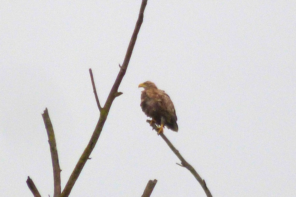 White-tailed Eagle - ML610320340