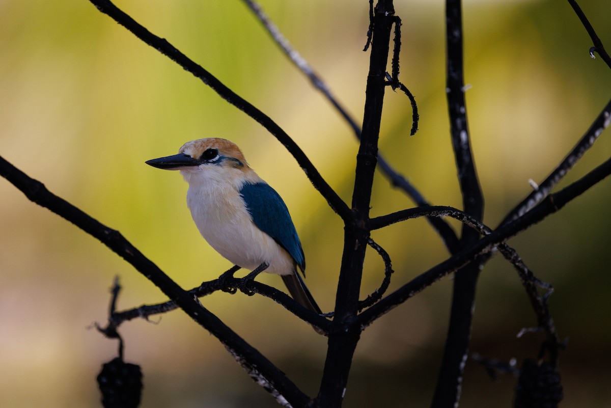 Tuamotu Kingfisher (Niau) - Brett Monroe Garner