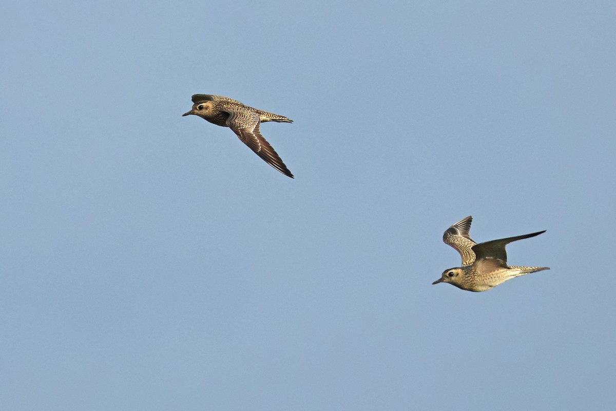 Pacific Golden-Plover - ML610320420