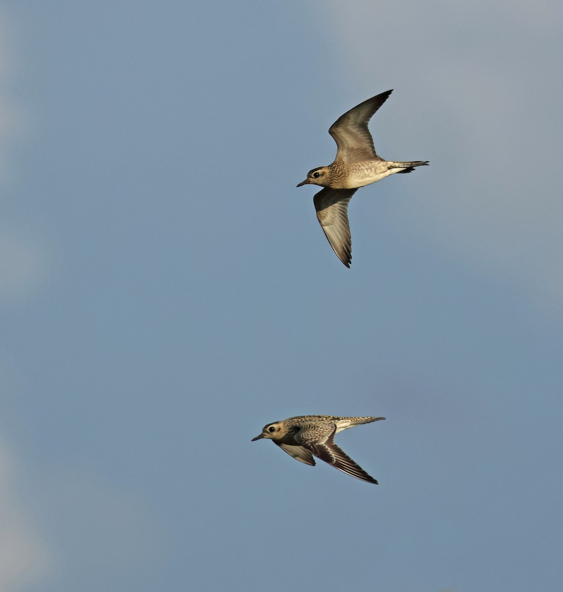 Pacific Golden-Plover - ML610320422