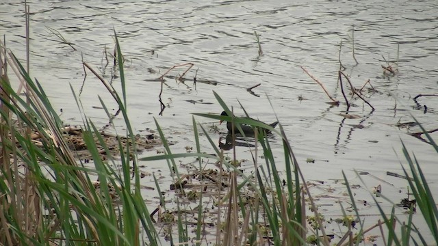 Common Gallinule - ML610320464