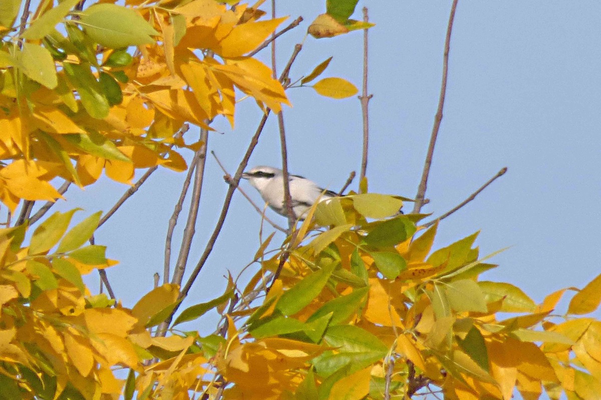 Great Gray Shrike - ML610320470