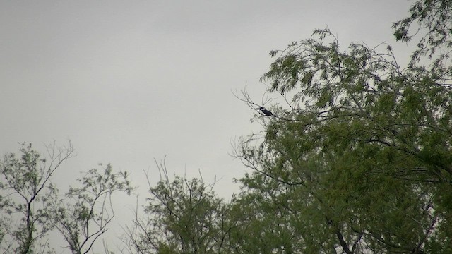 Ringed Kingfisher - ML610320472