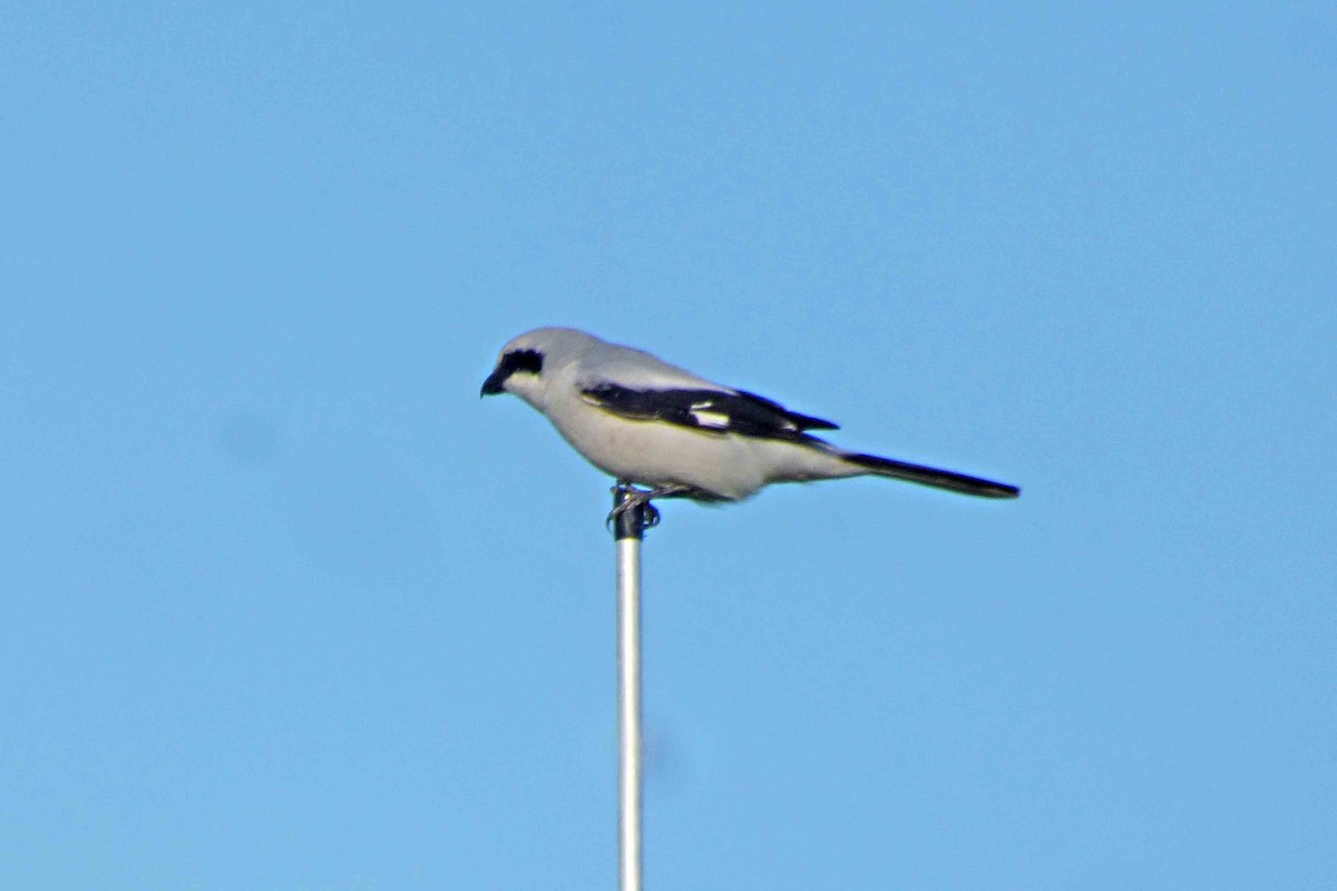 Great Gray Shrike - ML610320487