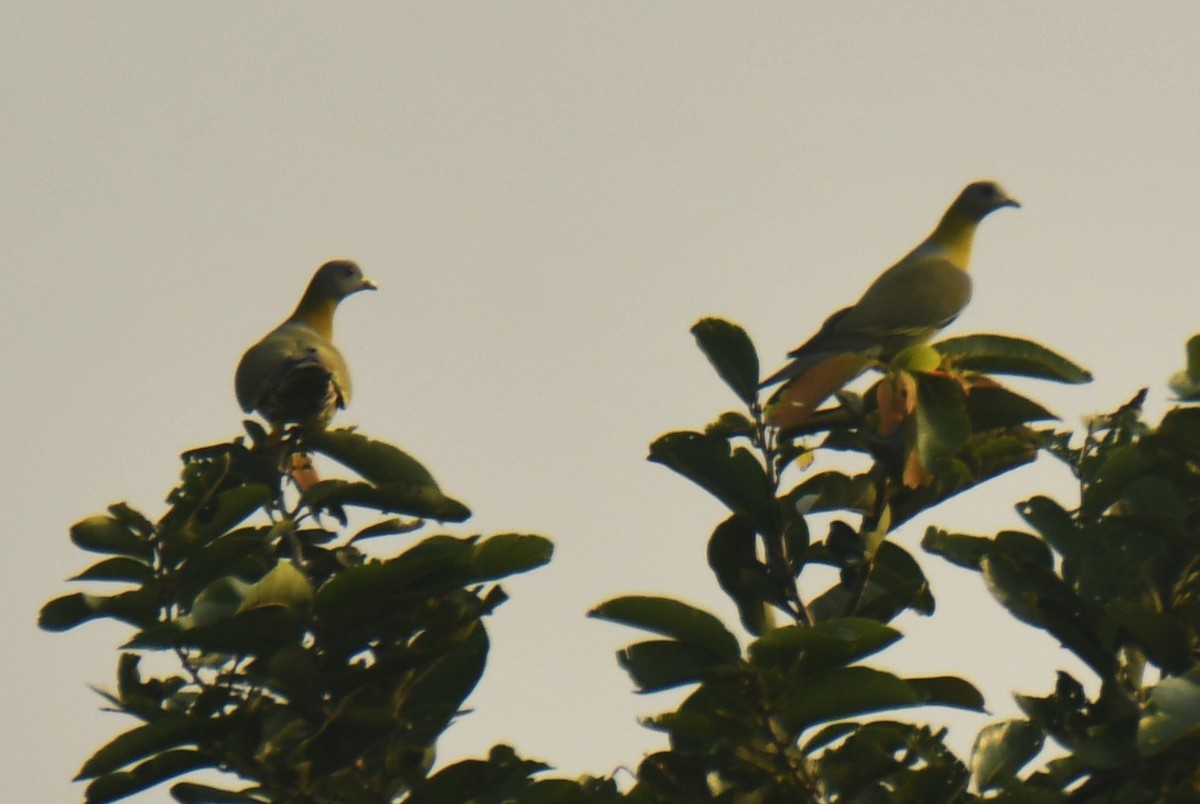 Yellow-footed Green-Pigeon - ML610320525