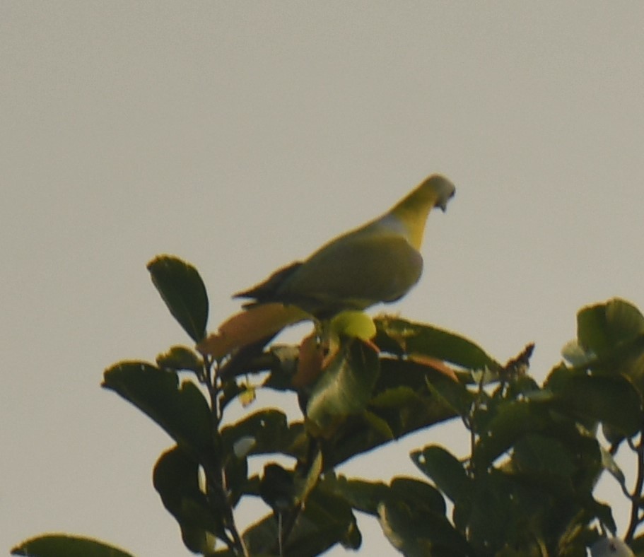 Yellow-footed Green-Pigeon - ML610320536