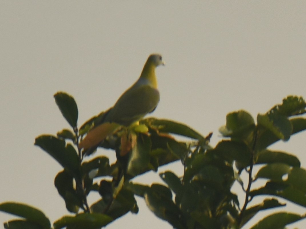 Yellow-footed Green-Pigeon - ML610320541