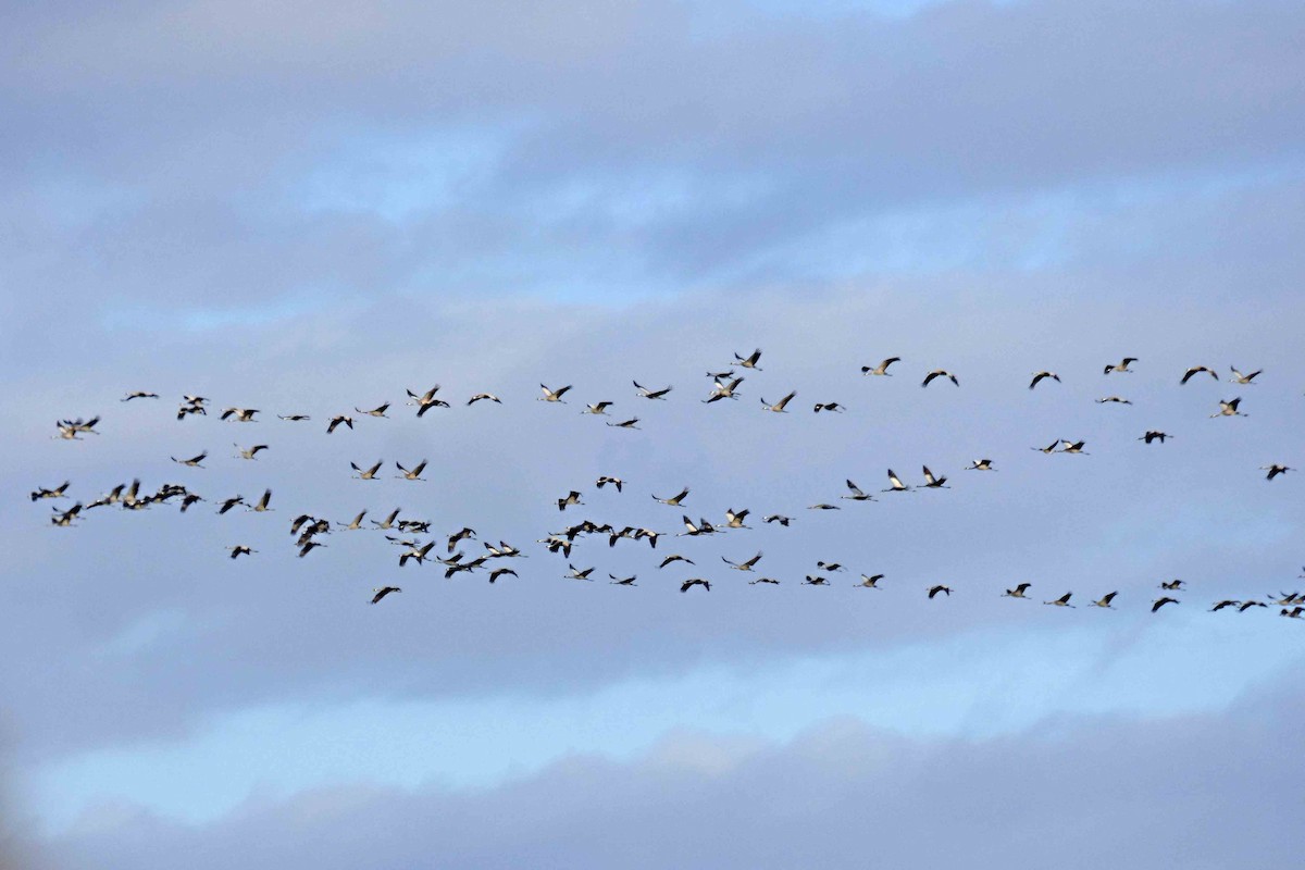 Common Crane - ML610320550