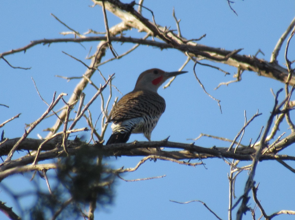 Northern Flicker (Red-shafted) - ML610320560
