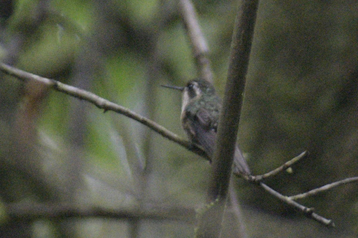 Speckled Hummingbird - ML610320576