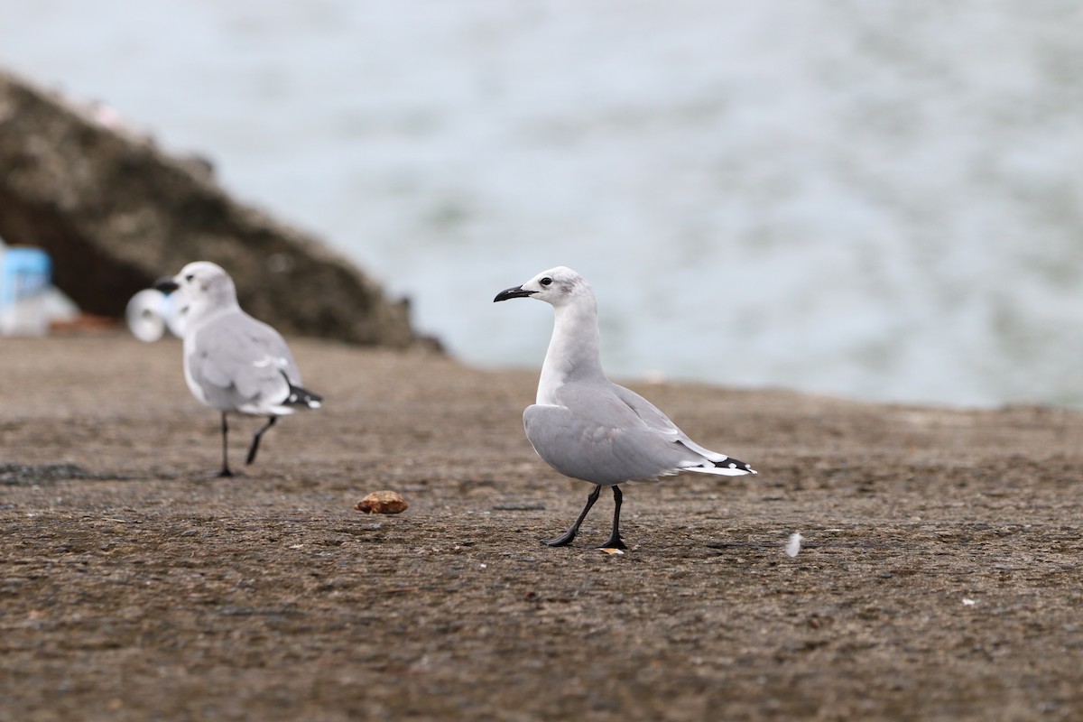 Laughing Gull - ML610320605