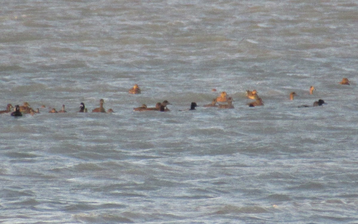 Lesser Scaup - Shawn Loewen