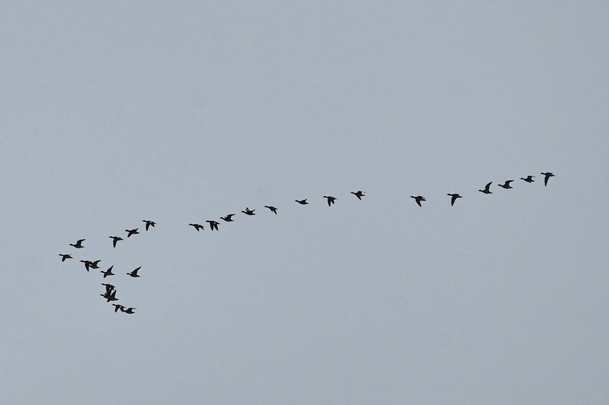 Gadwall - Brad Rogers