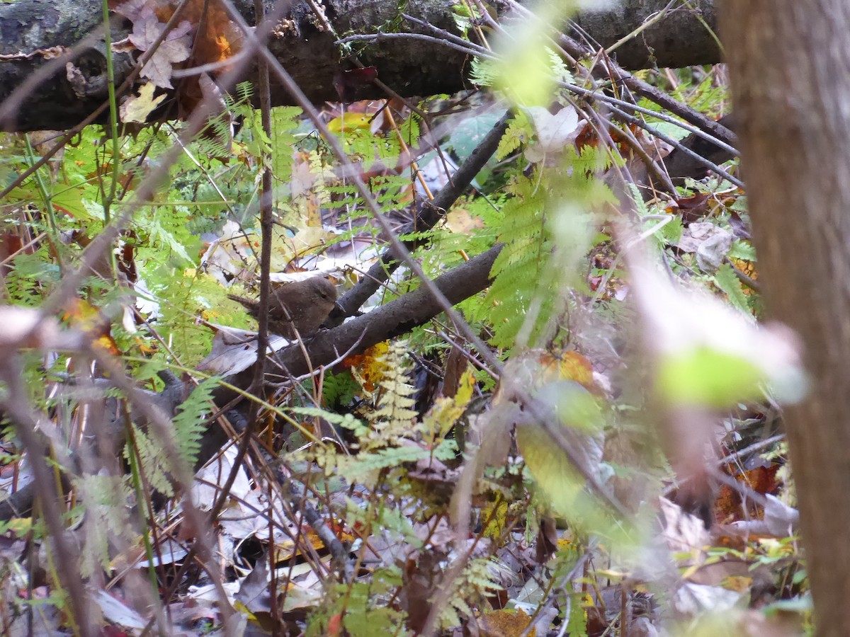 Winter Wren - ML610320895