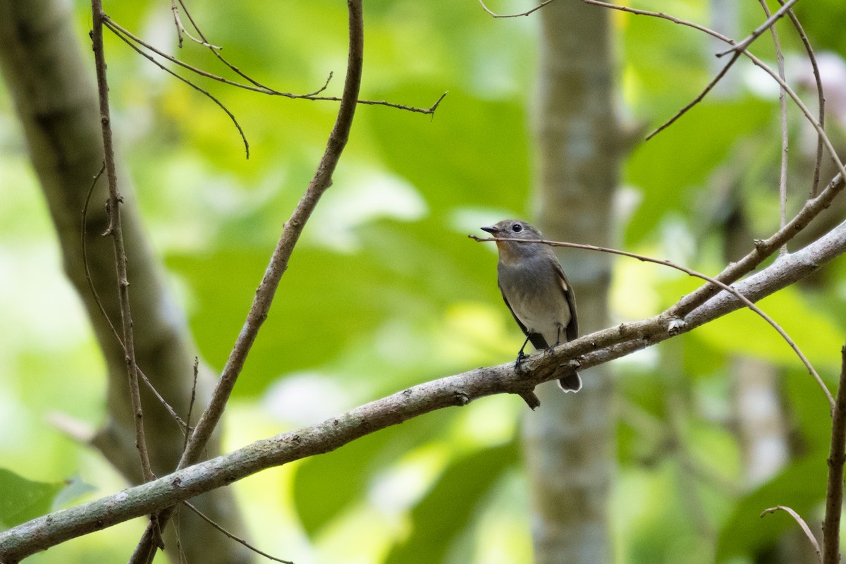 Taiga Flycatcher - ML610321098