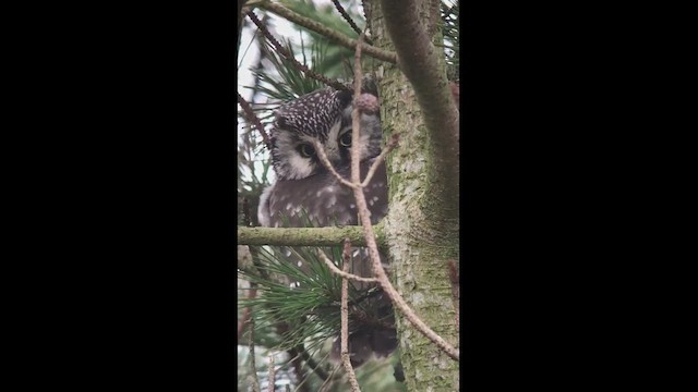 Boreal Owl - ML610321221