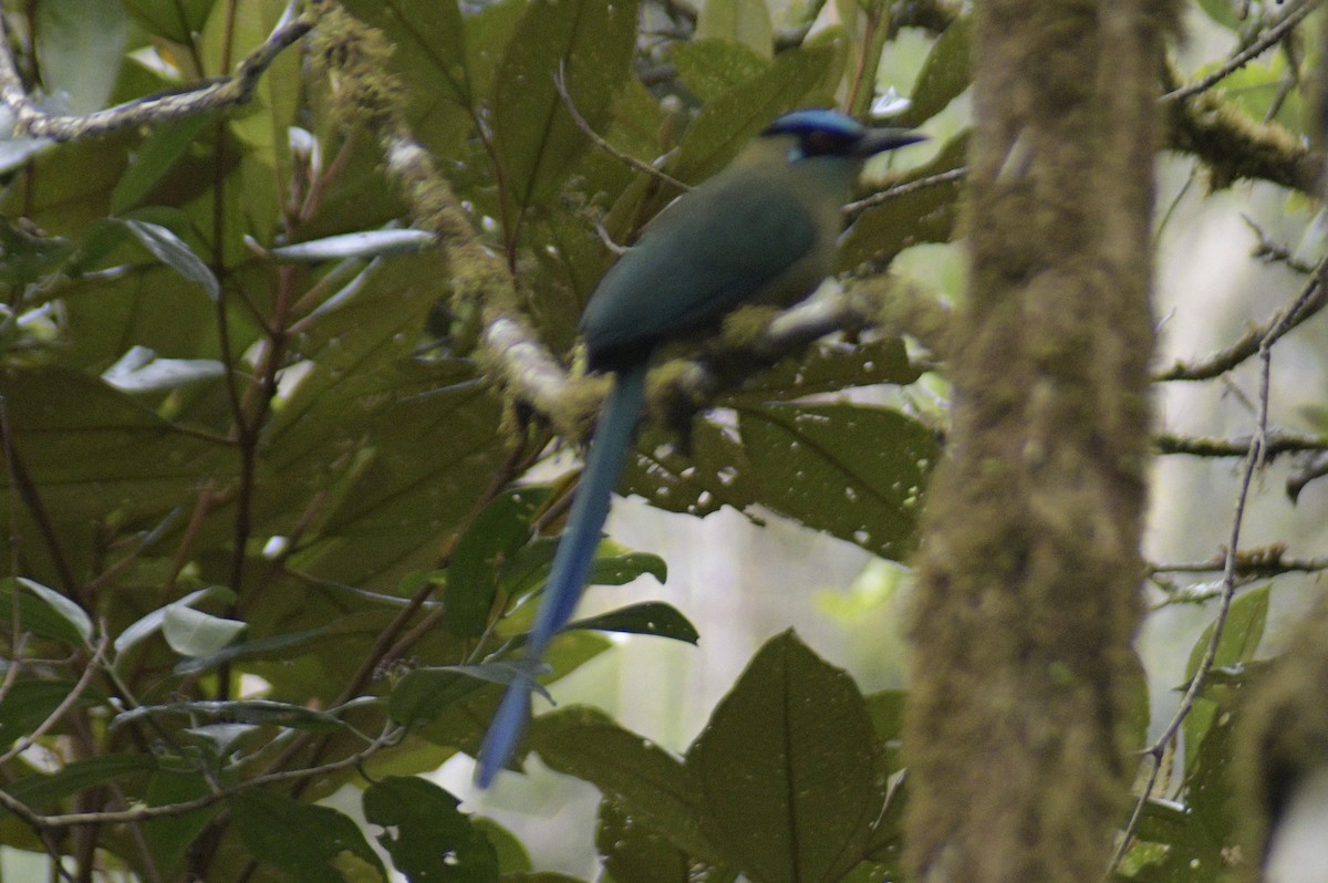 Andean Motmot - ML610321323