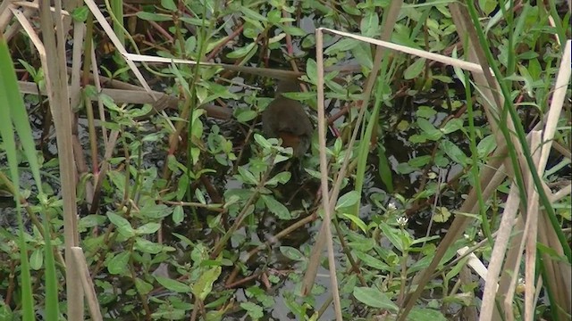 Rufous-sided Crake - ML610321415
