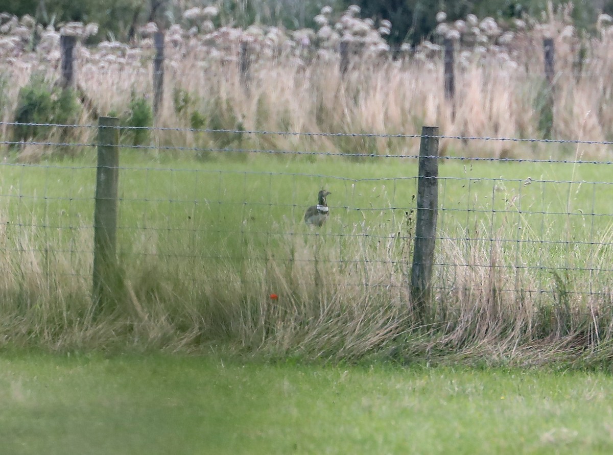 Little Bustard - ML610321455