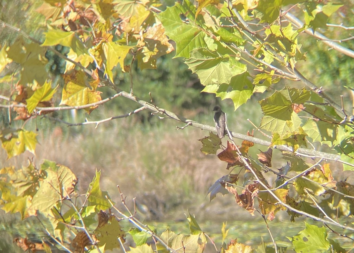 Northern Rough-winged Swallow - ML610321474