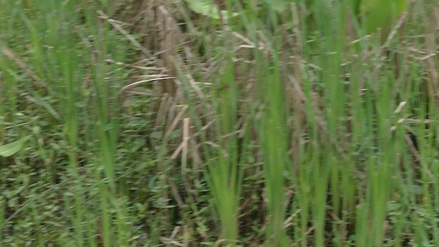 Sooty Tyrannulet - ML610321615