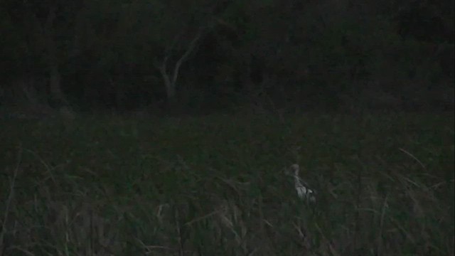 Maguari Stork - ML610321627