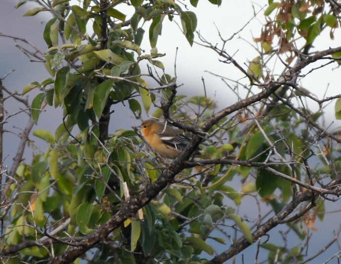 Bullock's/Baltimore Oriole - ML610321712