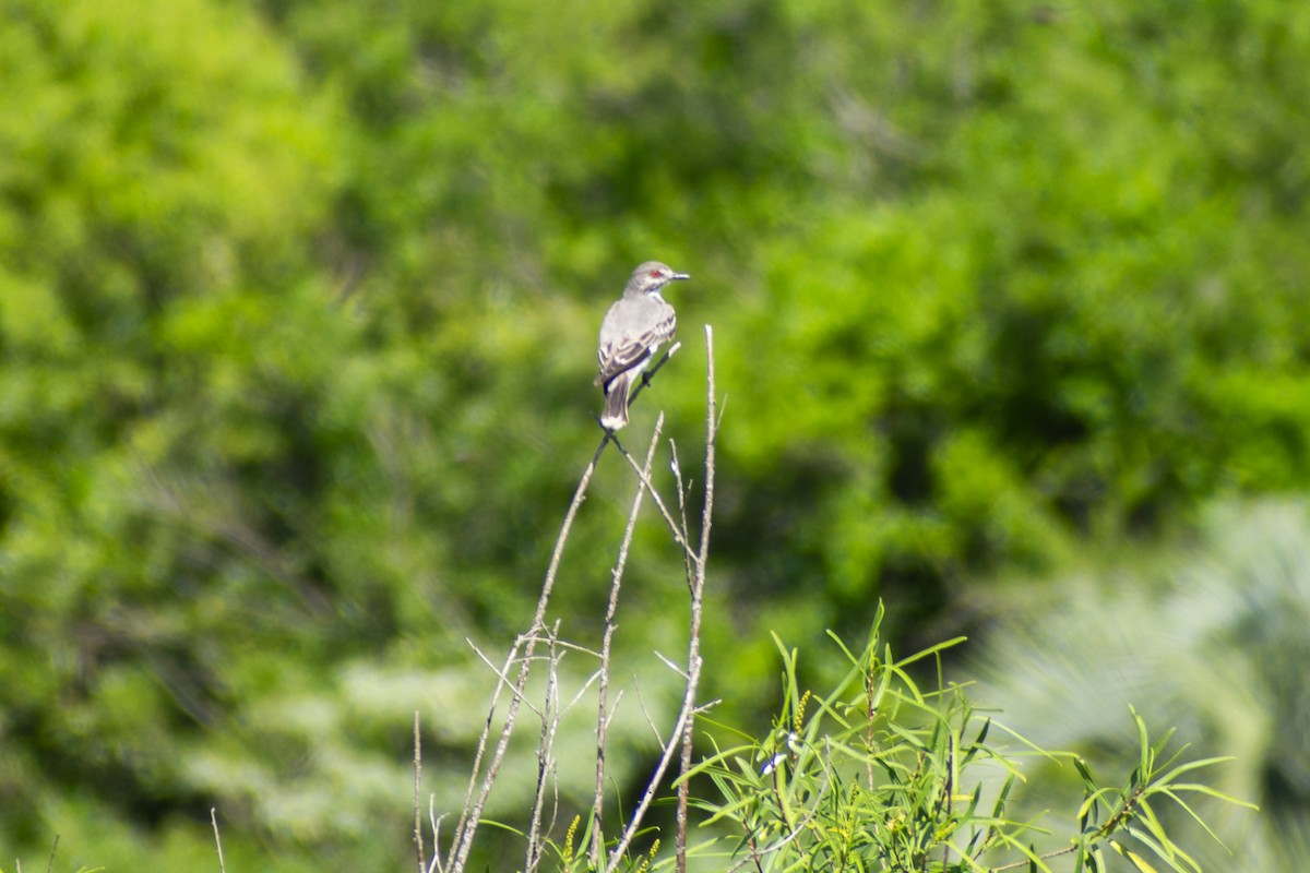 Bartstreif-Scheckenentyrann - ML610321751