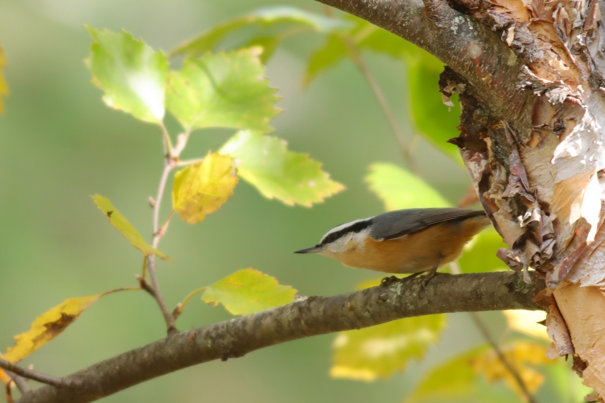 Red-breasted Nuthatch - Margaret Viens