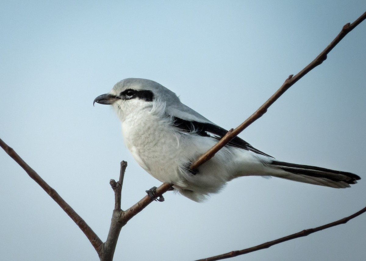 Northern Shrike - Brad Reinhardt