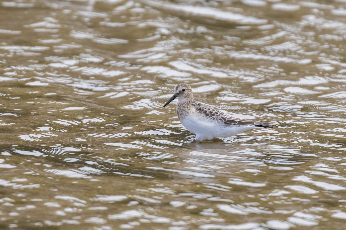 Baird's Sandpiper - ML610321939