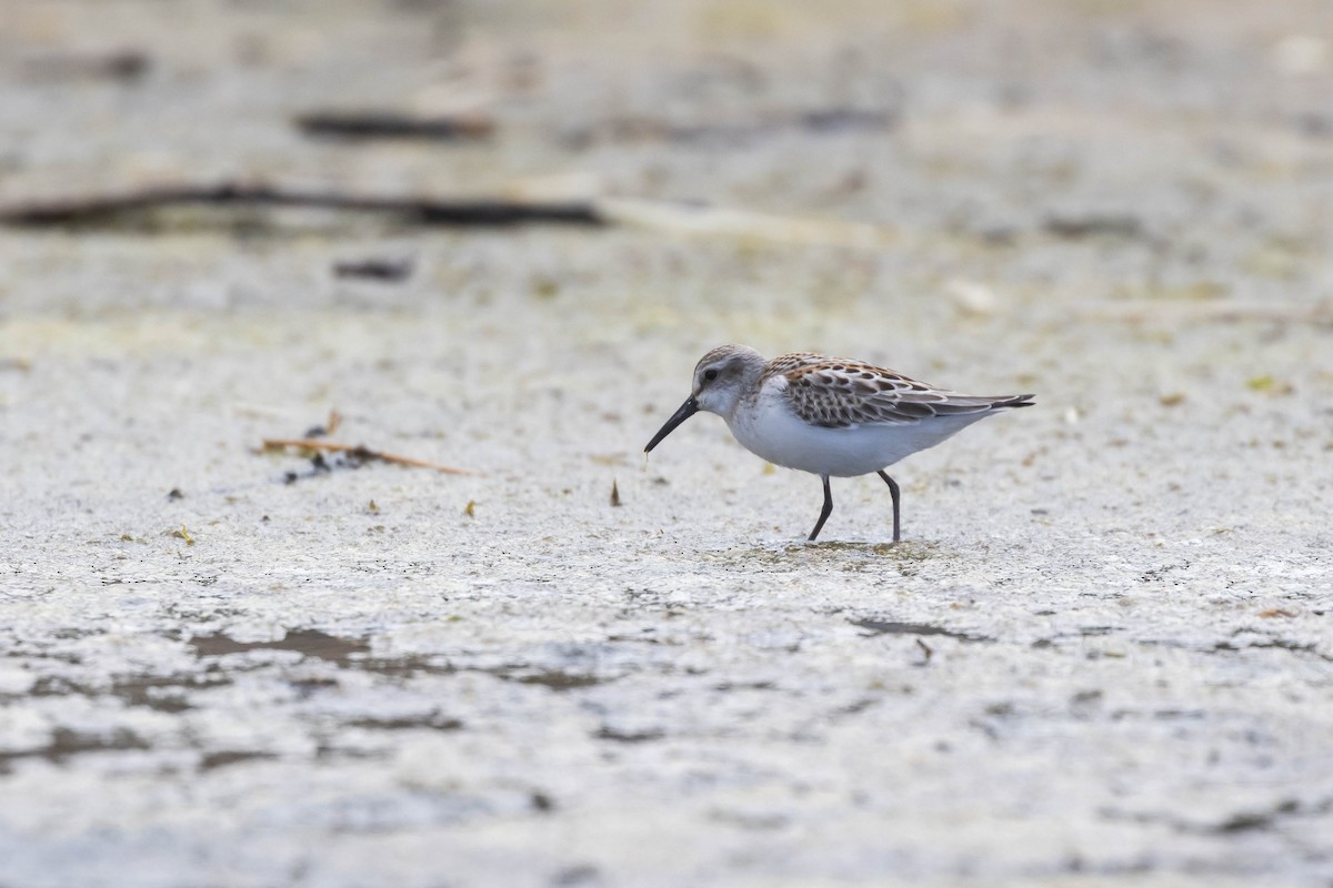 Western Sandpiper - ML610321948