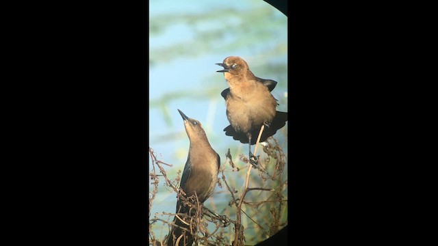 Boat-tailed Grackle - ML610321951